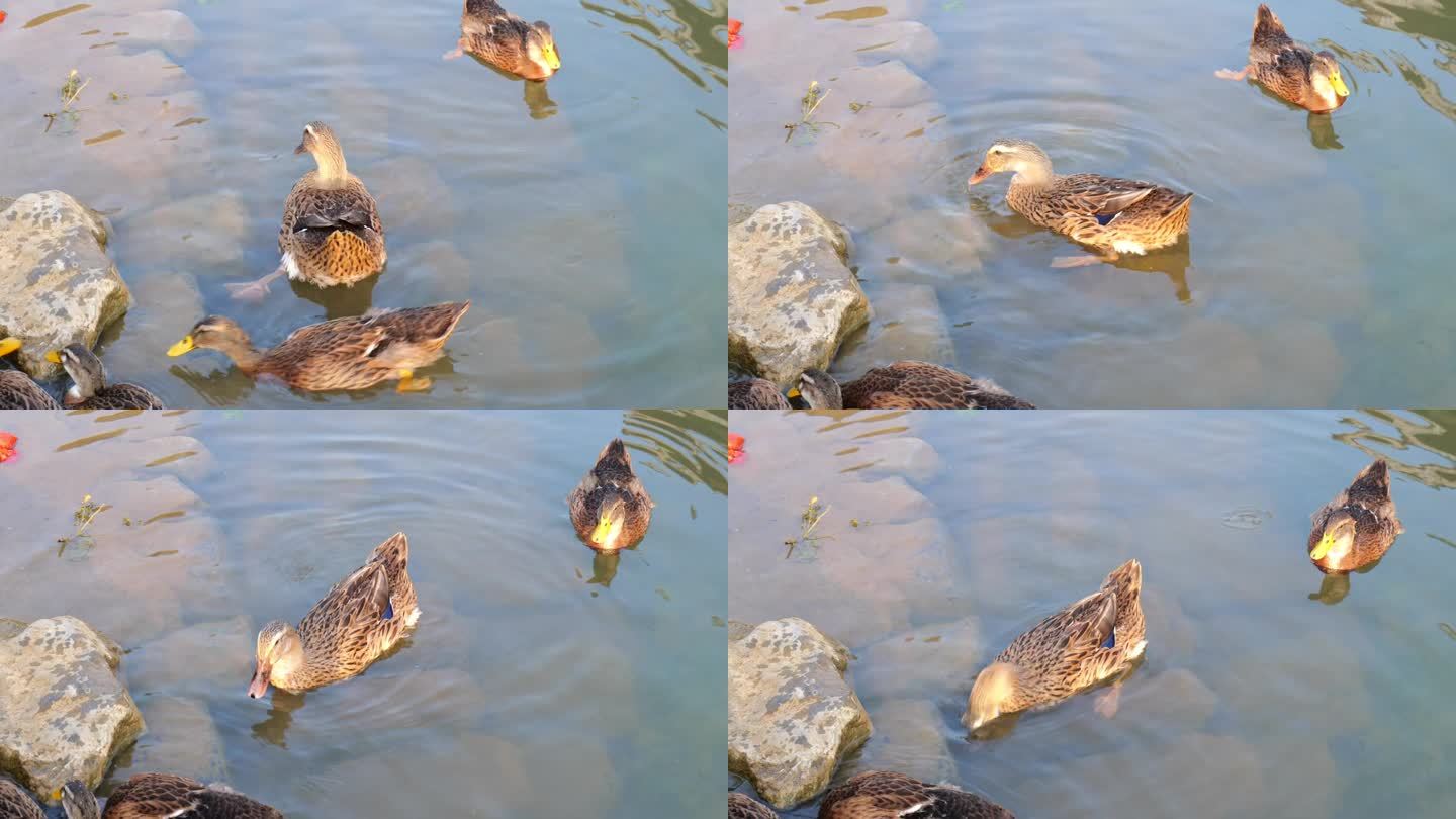 鸭子在河里戏水