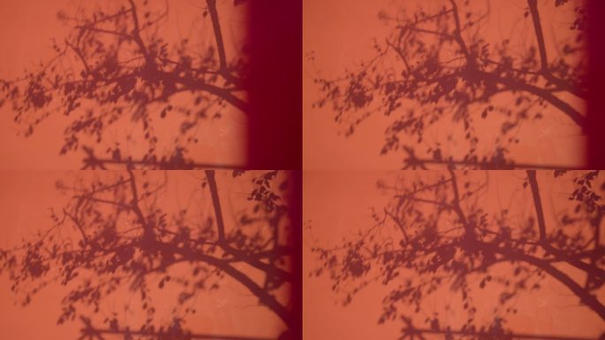 （8K实拍）红墙面树倒影意境空境头