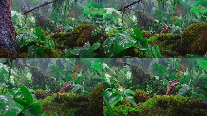 SLO MO DS变色龙在雨林中的苔藓地板上行走