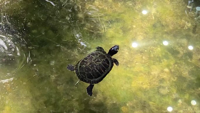 红螺寺小池塘龟在水中游