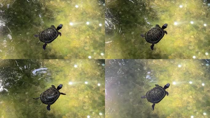红螺寺小池塘龟在水中游