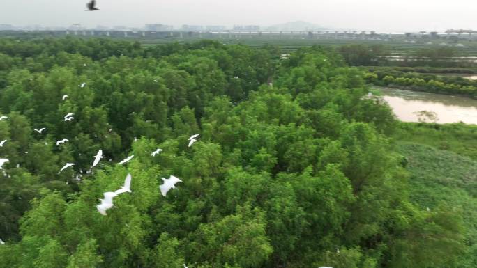 广州南沙湿地红树林候鸟白鹭航拍4K