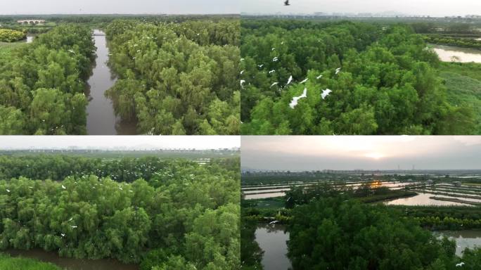 广州南沙湿地红树林候鸟白鹭航拍4K