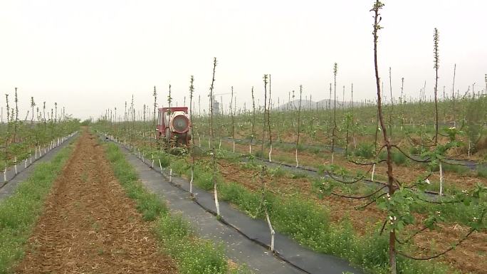 苹果园防治病虫害