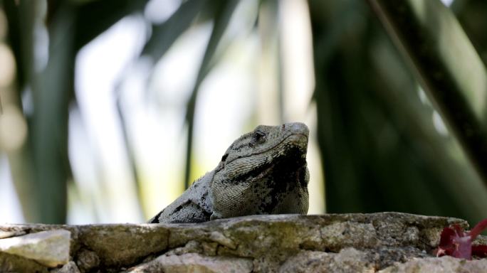 墨西哥棘尾鬣蜥小型生物树影