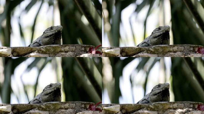 墨西哥棘尾鬣蜥小型生物树影