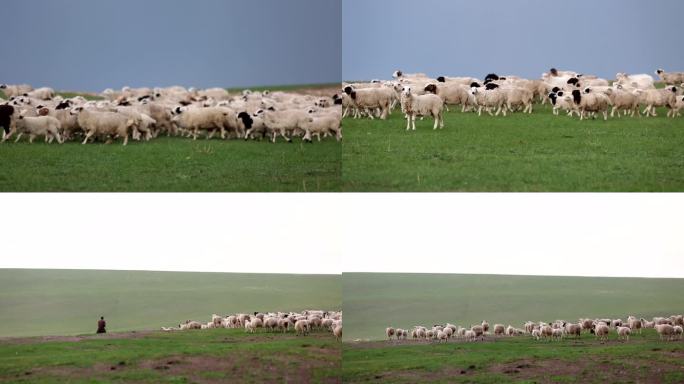 内蒙大草原放羊羊群吃草 牧羊养殖绵羊