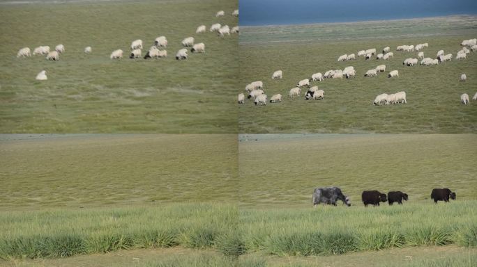 草原牦牛蓝天沙漠视频
