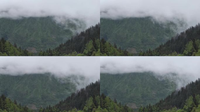 烟雾缭绕的山林