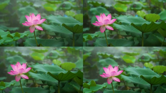 雨中荷花 深圳洪湖公园 粉红色荷花