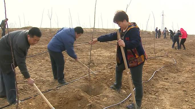 栽苹果树