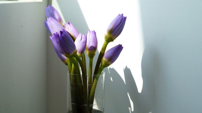 花瓶光影 紫色睡莲