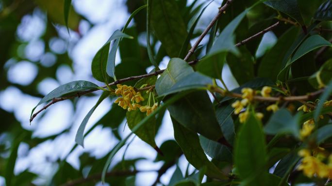 桂花实拍素材