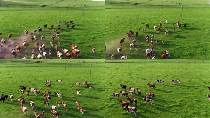 草原牛群奔跑