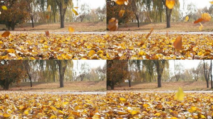 秋天金黄树叶飘落