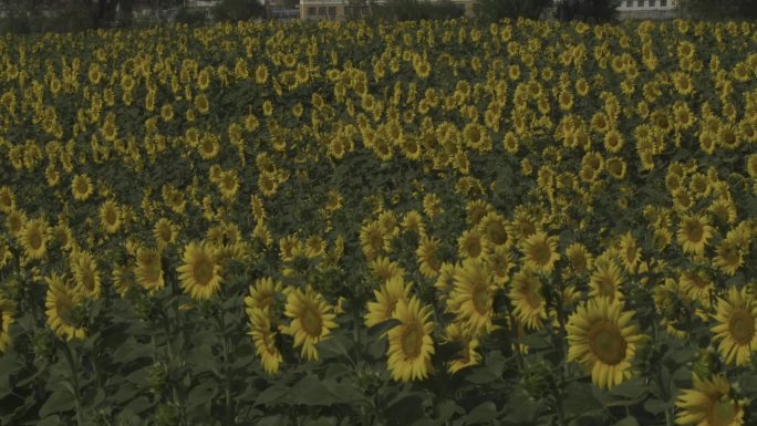 向日葵 葵花 明天 阳光 花