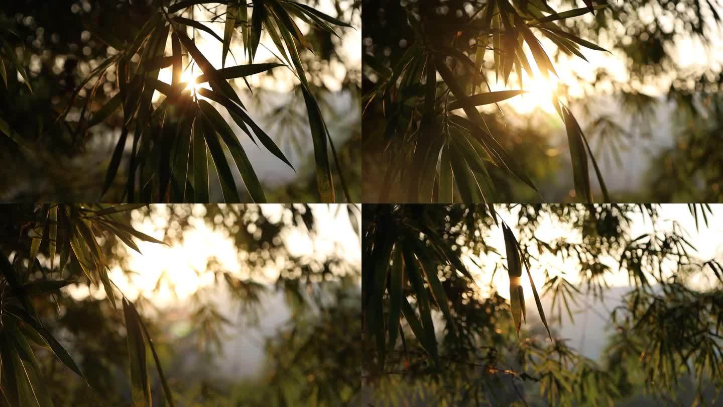 唯美日出清晨竹叶光影光线大自然变化