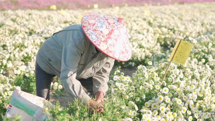 浙江嘉兴桐乡杭白菊菊花采摘现场