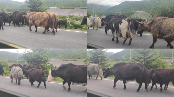 乡村道上的牦牛群迁徙