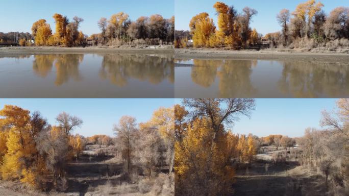 2020新疆叶尔羌河边的胡杨
