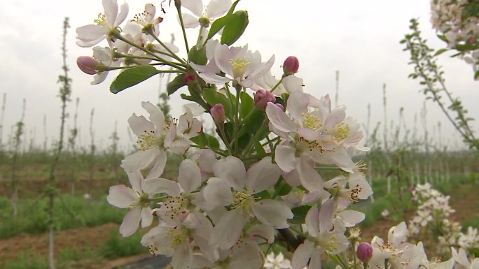 苹果花