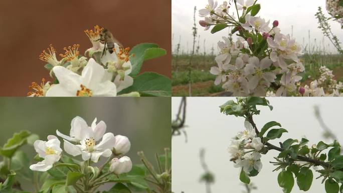 苹果花