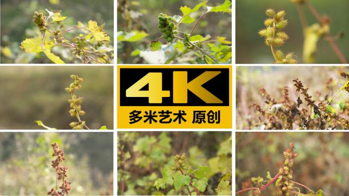 苍耳4K实拍