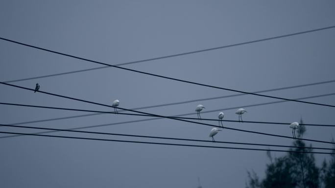 栖息电线上的小白鹭