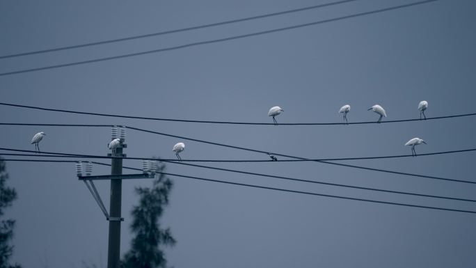 电线上栖息的白鹭