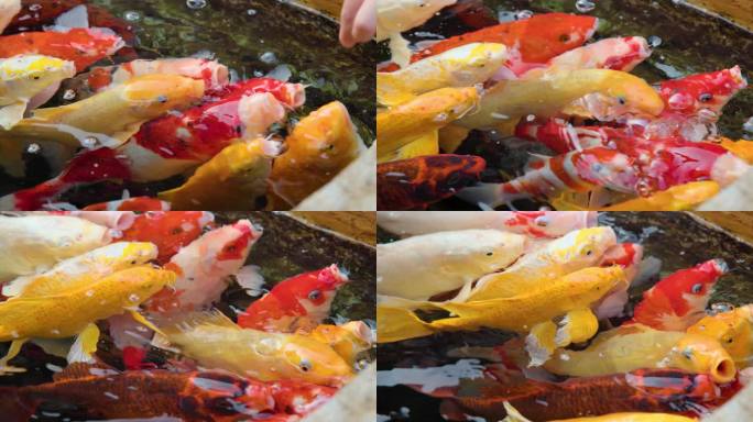 游客喂食水池里的锦鲤8k实拍素材