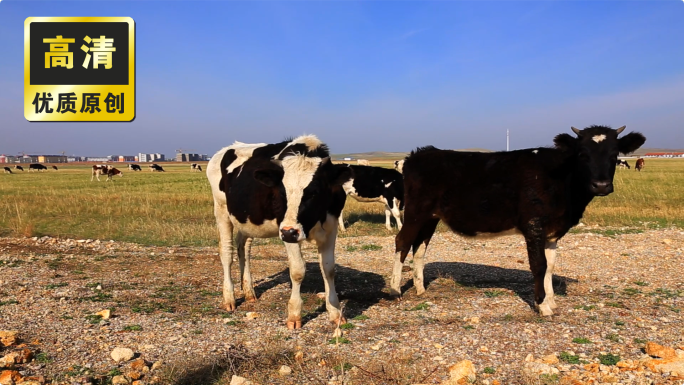草原奶牛 大自然奶牛吃草 牧场牛奶
