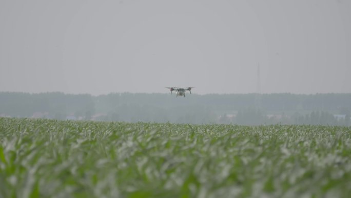 农业植保无人机喷洒农药现代科技东北玉米田