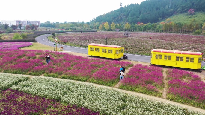 4K11月余杭径山花海多云阴天拍摄