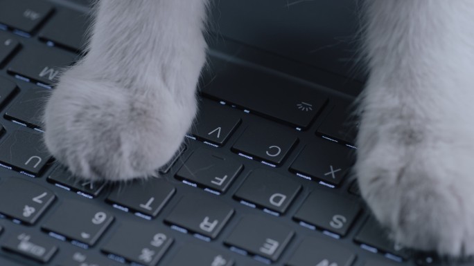 猫使用电脑 猫爪打字 猫打电脑键盘