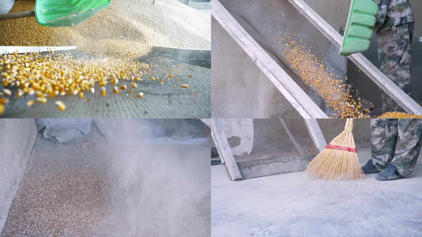 农民 玉米 筛选玉米 除渣 储存粮食