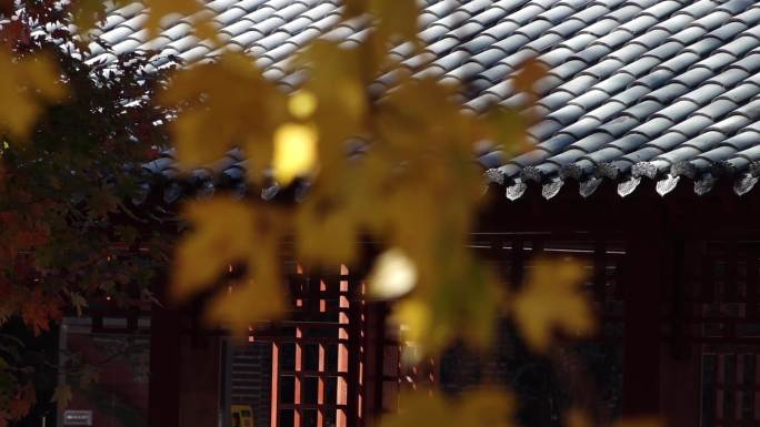 深秋时节的秋景与秋叶红叶青瓦中国传统建筑