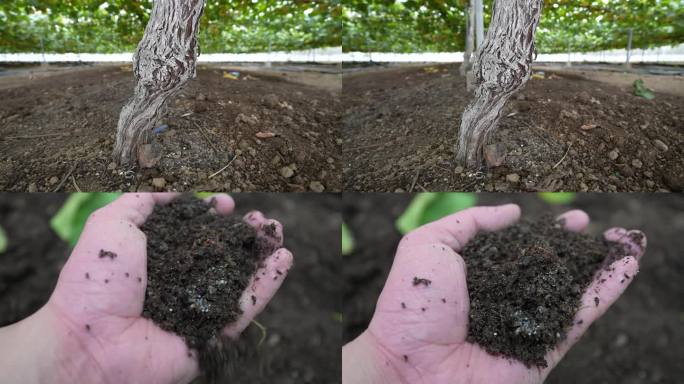 科技兴农科学施肥种果树土质肥沃