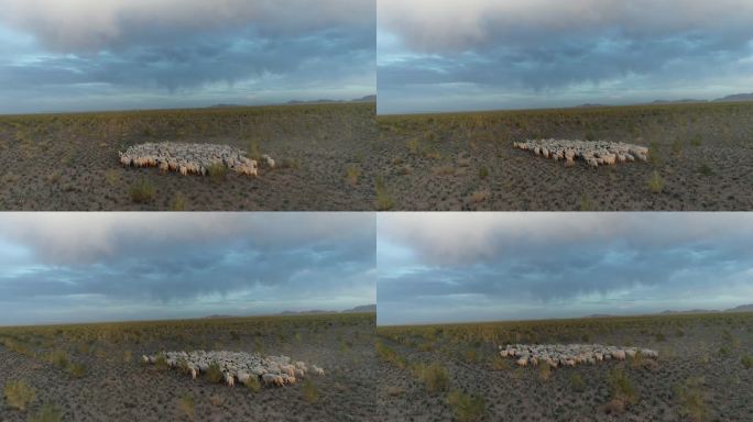 沙葱花中蹦跑的羊群