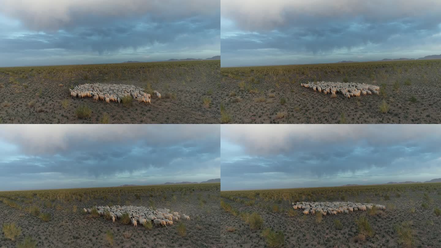沙葱花中蹦跑的羊群