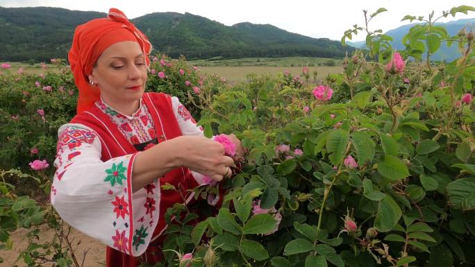 4K中年妇女，穿着保加利亚传统服装，在农田里采摘玫瑰花。玫瑰收获，精油生产。