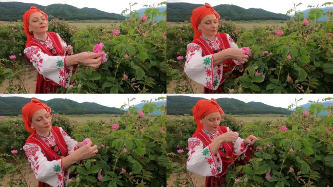 4K中年妇女，穿着保加利亚传统服装，在农田里采摘玫瑰花。玫瑰收获，精油生产。