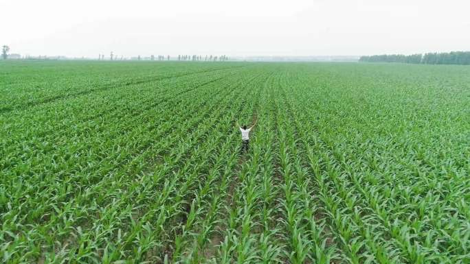 农艺师农学家张开双臂观察种植园中的玉米地