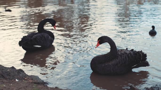 黑天鹅游泳黑天鹅特写人与动物和谐