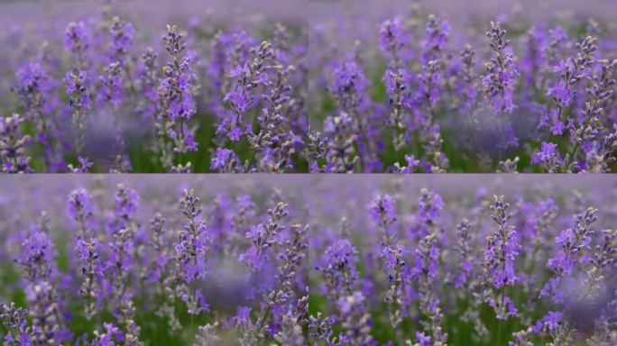 薰衣草田蓝色的花花海