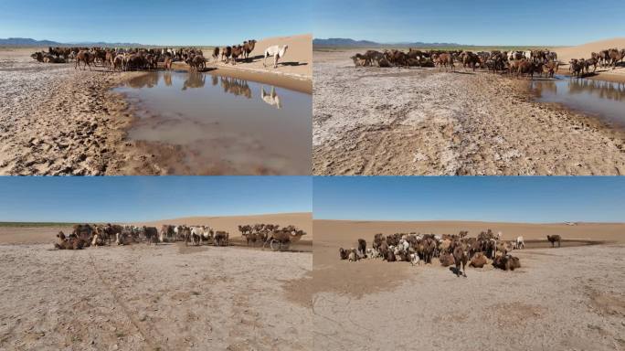 骆驼在沙漠中喝水