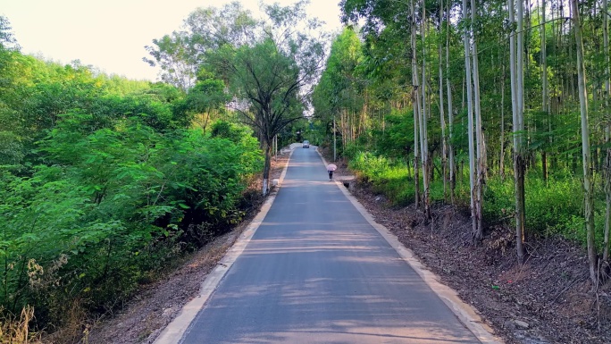 乡间小路 阳光洒在桉树林间小路上