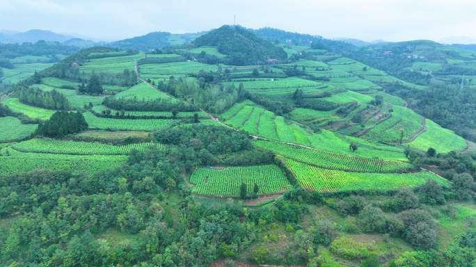 豫西大山里的烟田大景震撼航拍满山烟田3