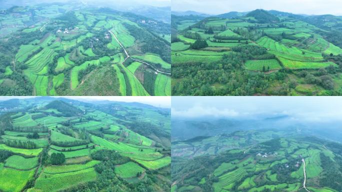 豫西大山里的烟田大景震撼航拍满山烟田3