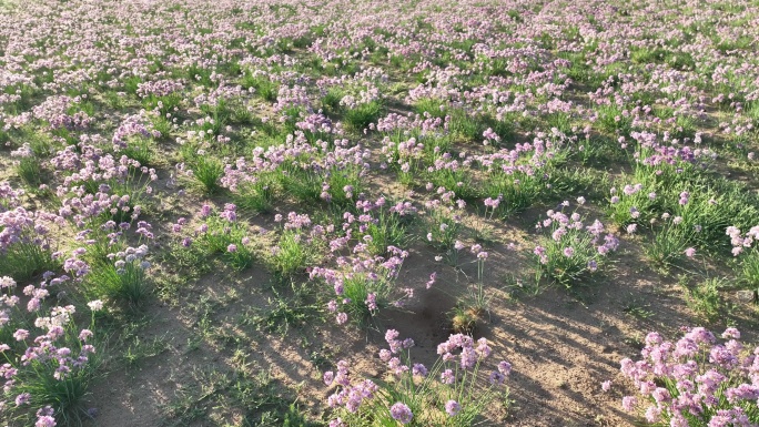 大滩沙葱花