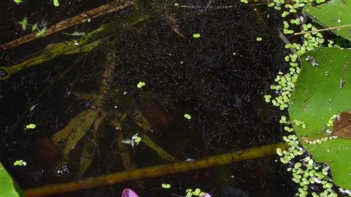 蚊幼虫群水潭微生物黑色幼虫